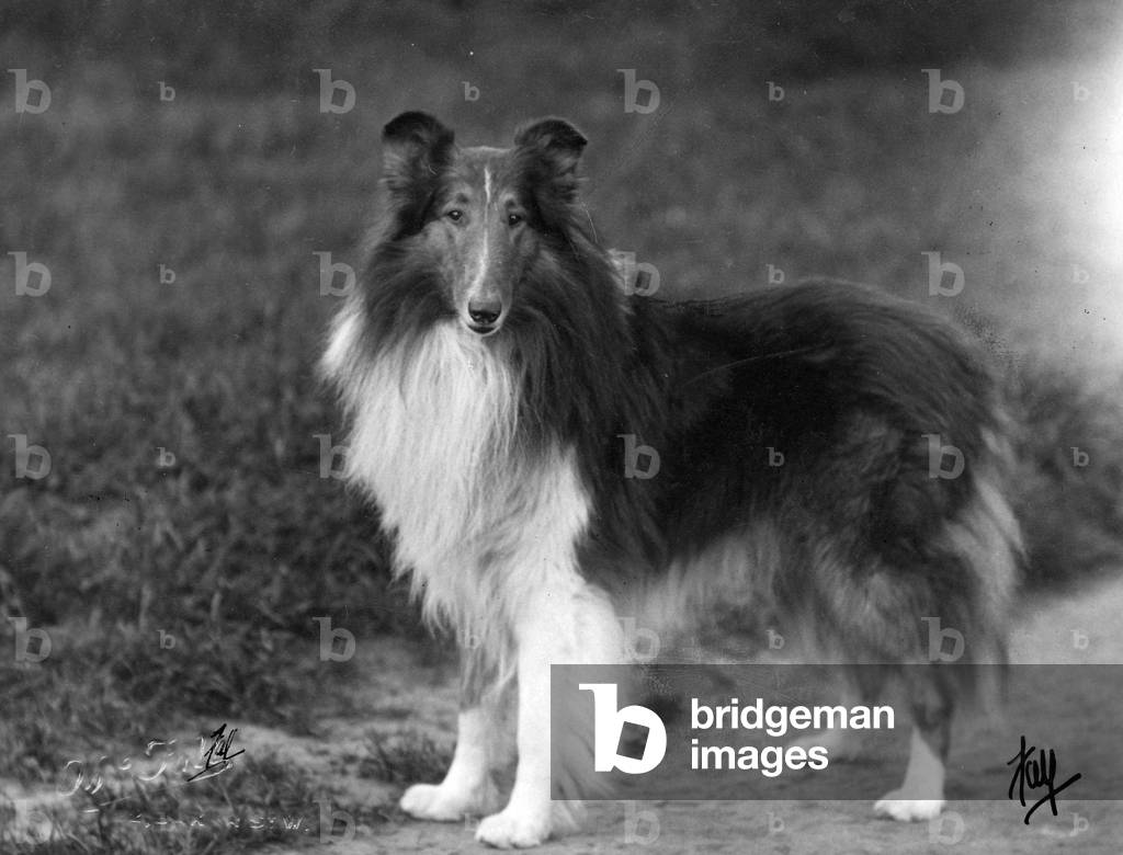 Image of Photography depicting FALL/ROUGH COLLIE/1931 1931 by Thomas Fall