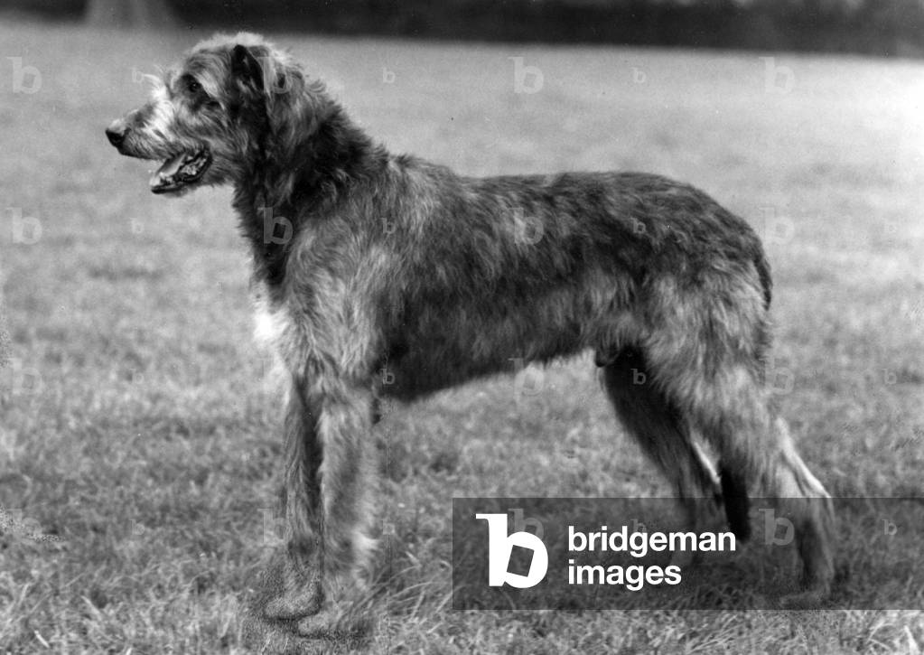 Image of Photography depicting FALL/WOLFHOUND/1961 1961 by Thomas Fall