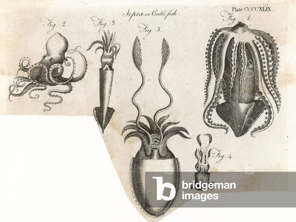 Image of Engraving depicting VARIOUS CUTTLEFISH 1797