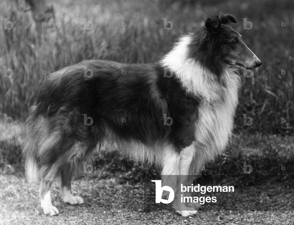 HERBST/RAUER COLLIE/1936