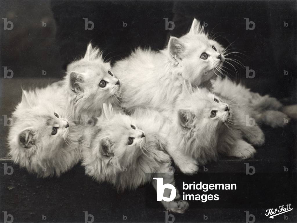 Fall - Chinchilla Kittens