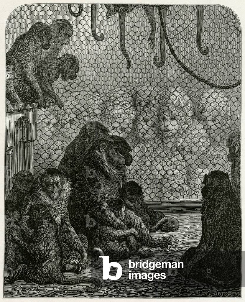 Image of Engraving depicting MONKEYS AND SIGHTSEERS 1870 by Gustave Dore