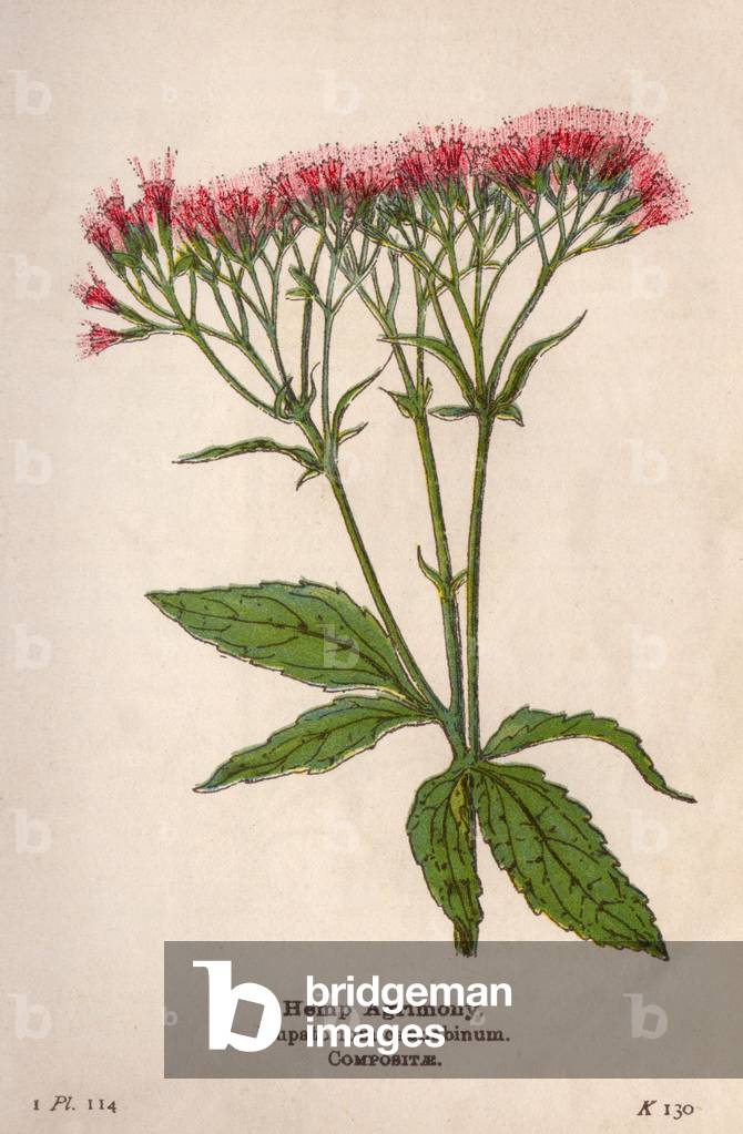 Bild von Druck "EUPATORIUM CANNABINUM" 1901 von Mabel Emily Step