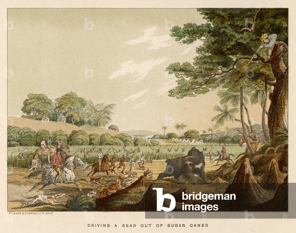 Image de Estampe représentant WILLIAMSON/OURS EN CANNES 1807 par Thomas Williamson