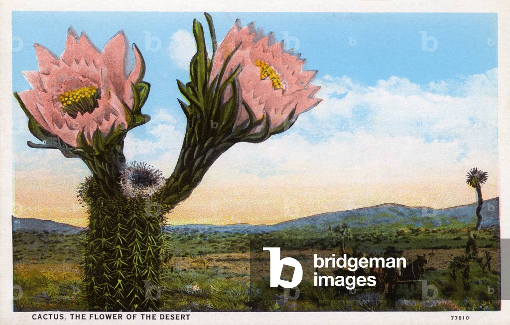 Image of Cactus - Il fiore del deserto - Arizona, USA by American  Photographer, (20th century)