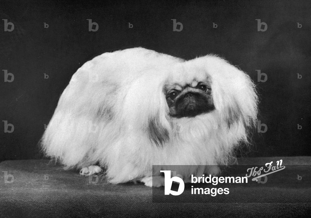Bild von Fotografie "HERBST/PEKINESE/1975" 1975 von Thomas Fall