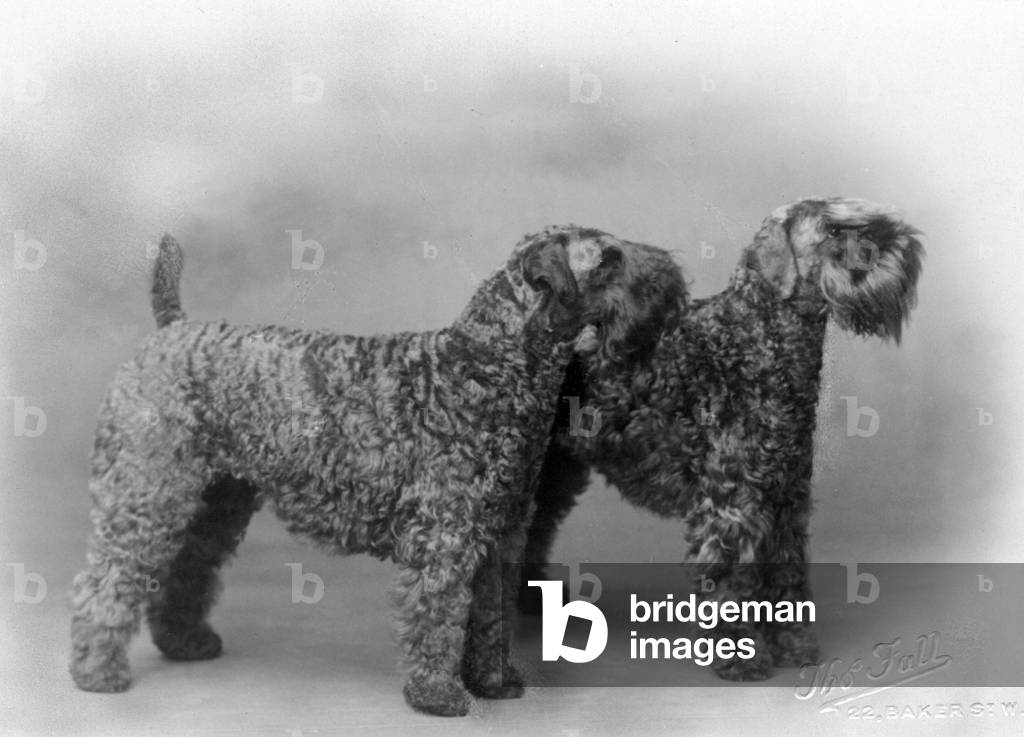 HERBST/KERRY BLUE TERRIER