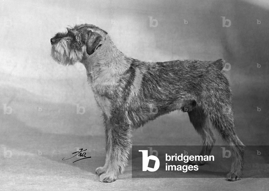 SCHNAUZER STEHEND 1949