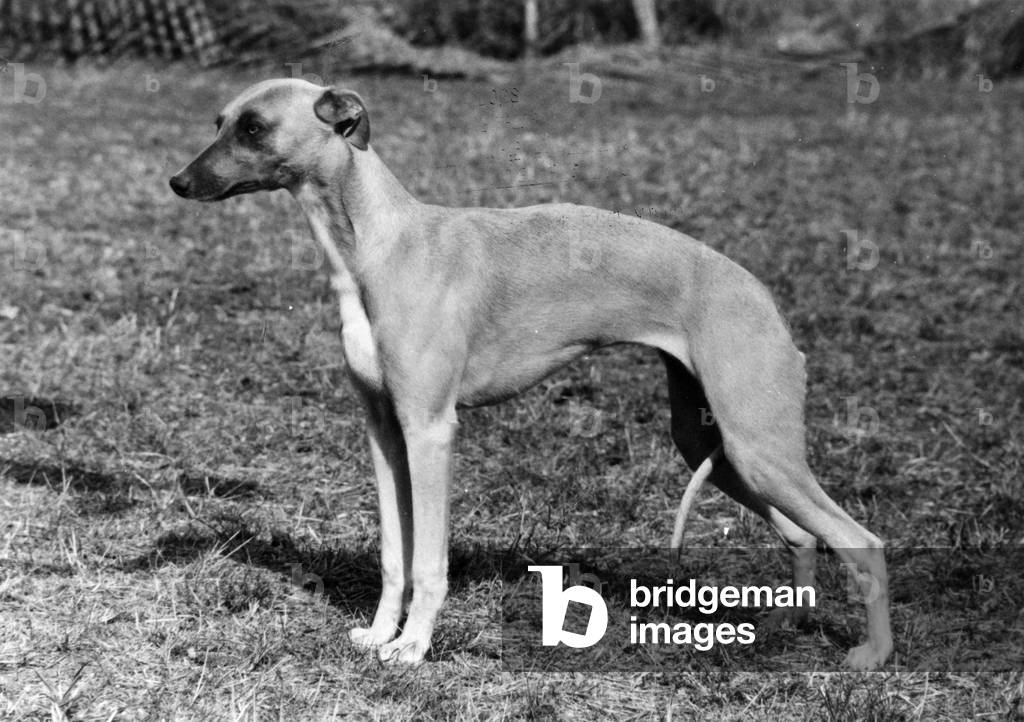 Bild von Fotografie "HERBST/WHIPPET/1976" 1976 von Thomas Fall