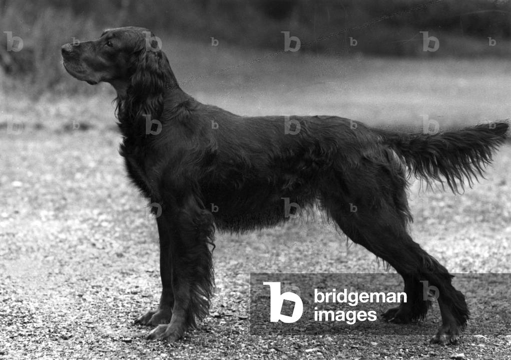 Immagine di Fotografia "AUTUNNO/GORDON SETTER/1957" 1957 di Thomas Fall