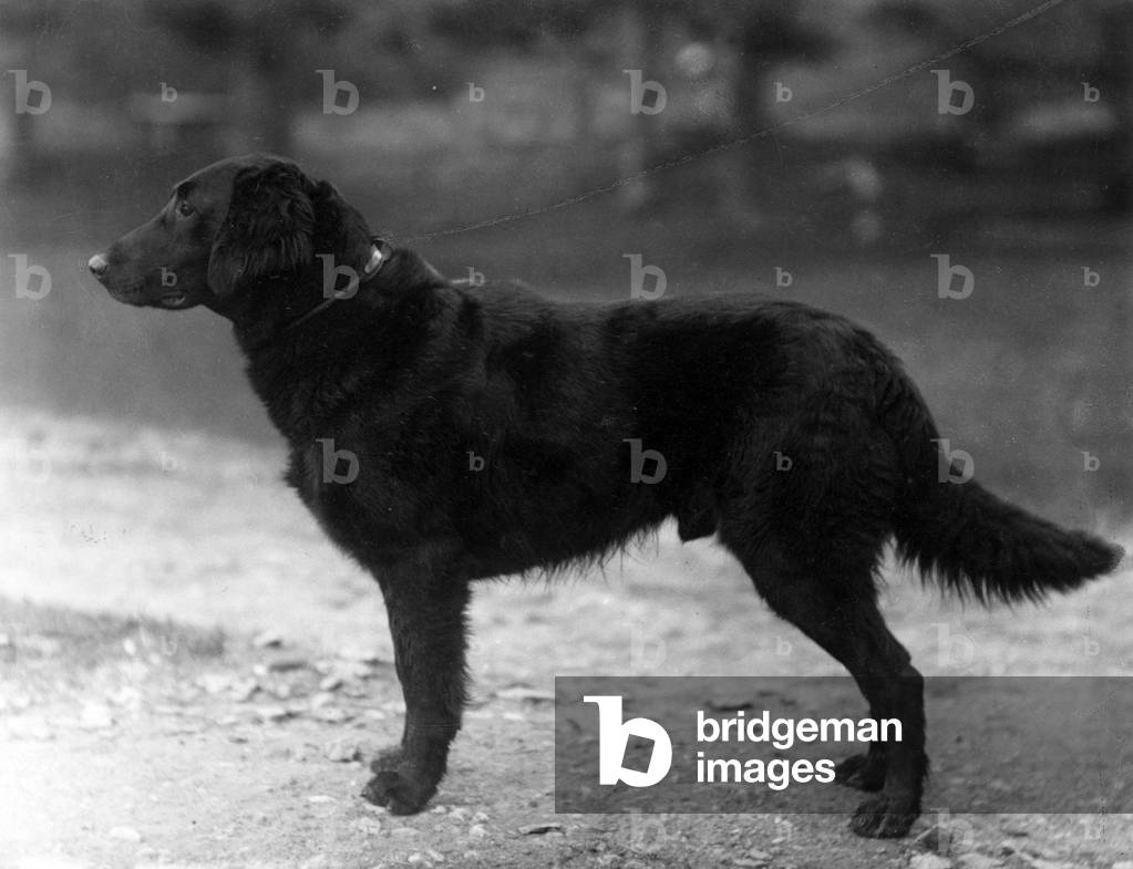 Image of Photography depicting FALL/RETRIEVER/FLAT/1914 1914 by Thomas Fall