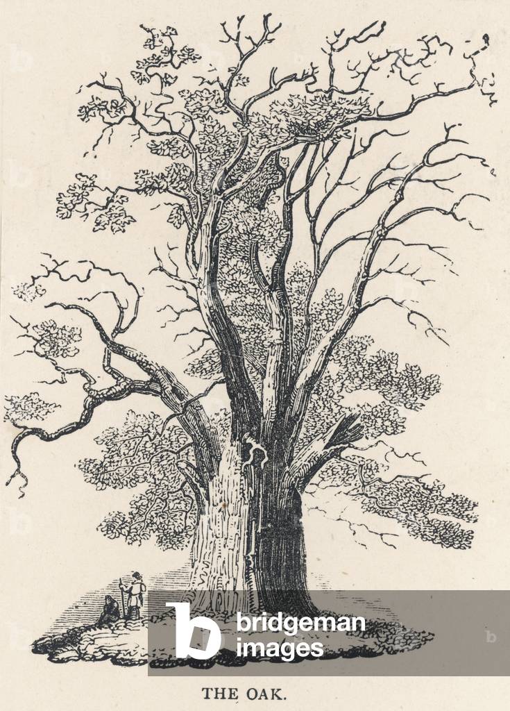 Immagine di Incisione "QUERCIA C1850" 1850