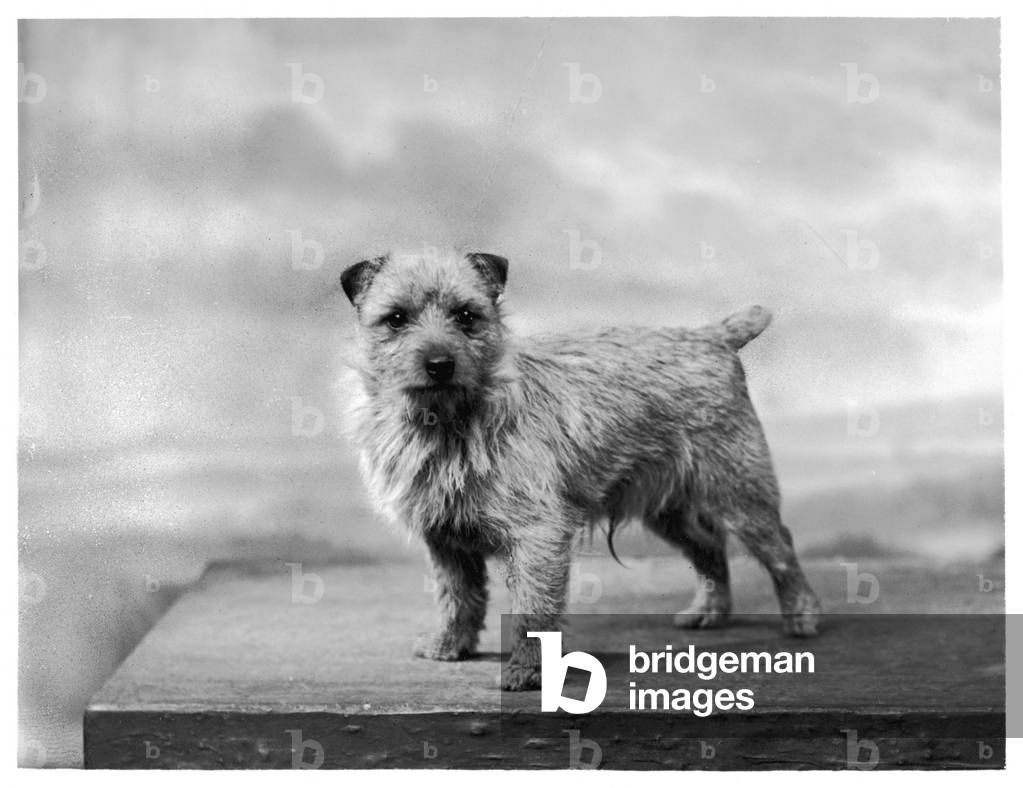 NORWICH TERRIER