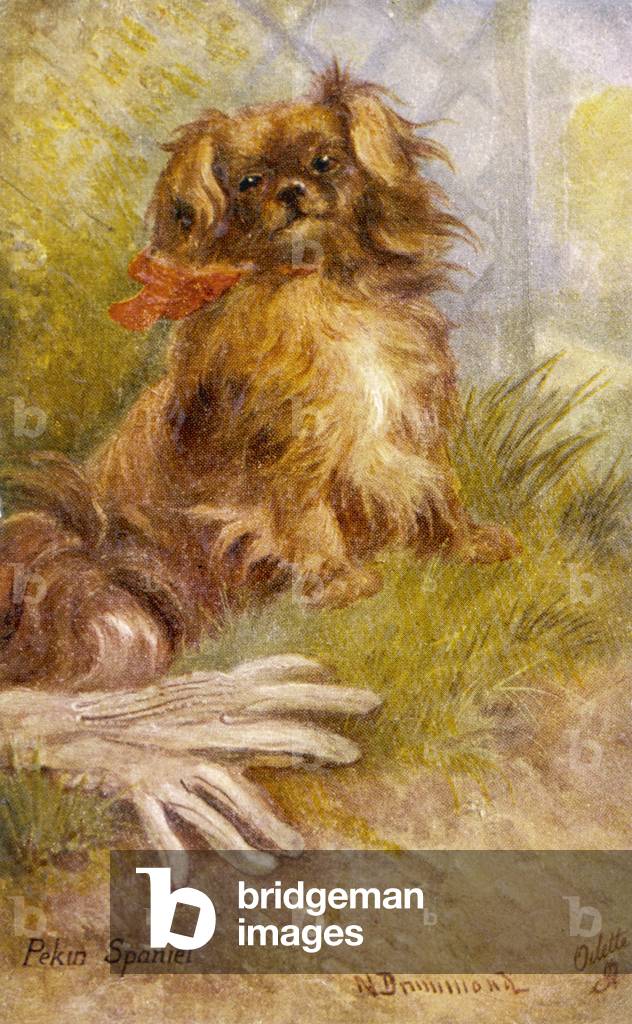 RUBY PEKINGESE/POSTCARD