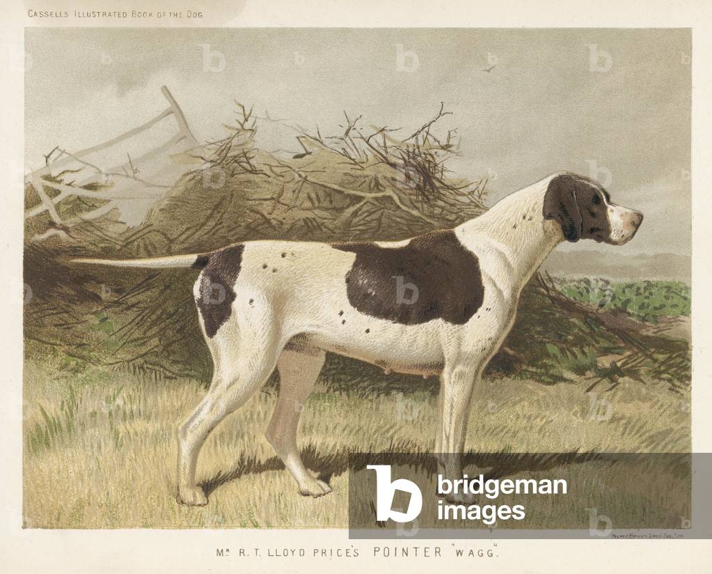 ZEIGER (SEHR SCHMAL)