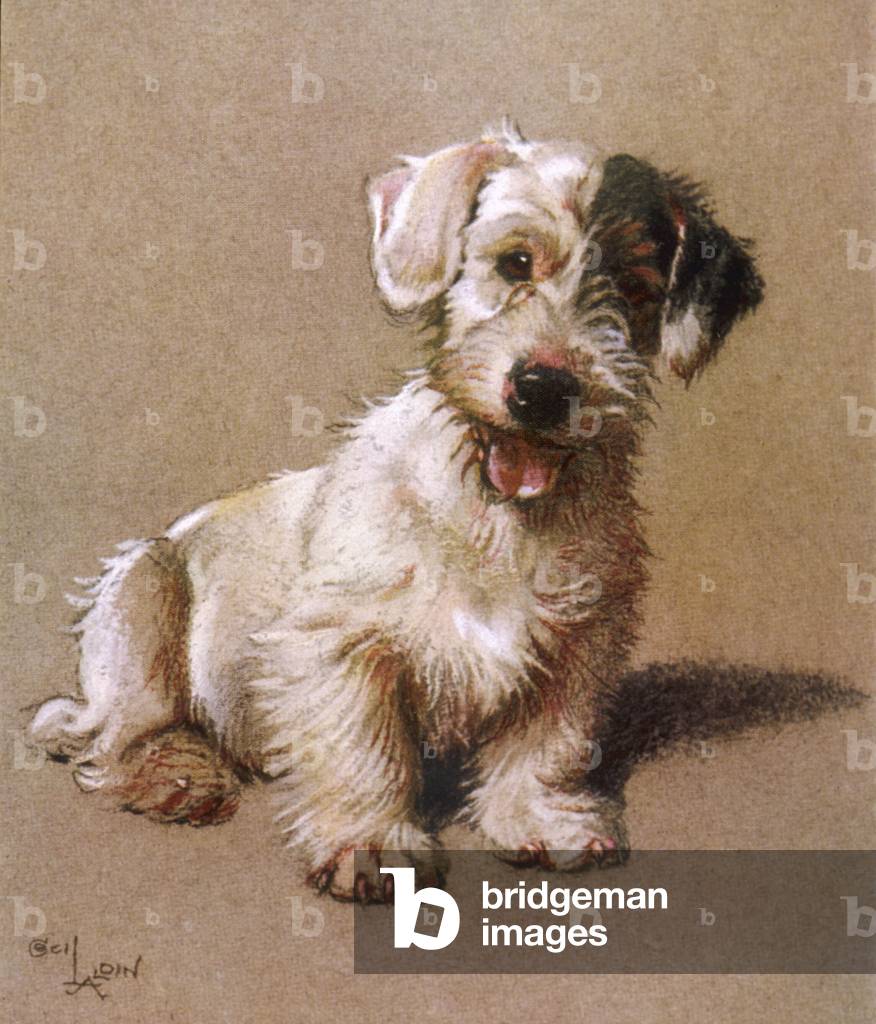 Image de Estampe représentant Sealyham Terrier 1928 par Cecil Charles Windsor Aldin
