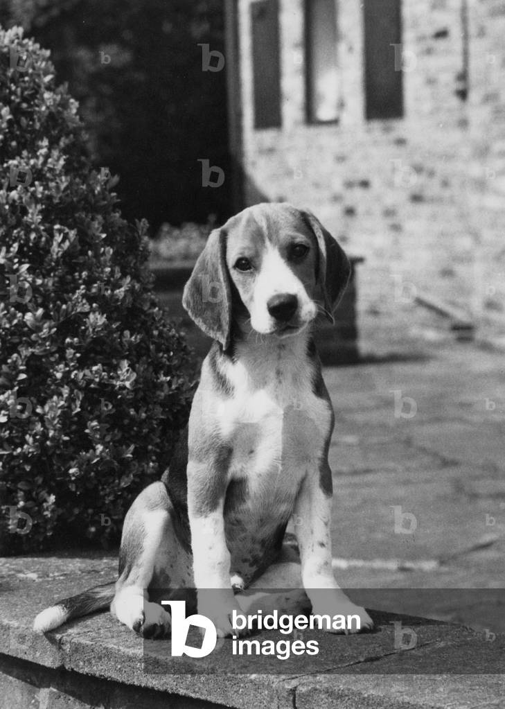 FALL/BEAGLE/1967