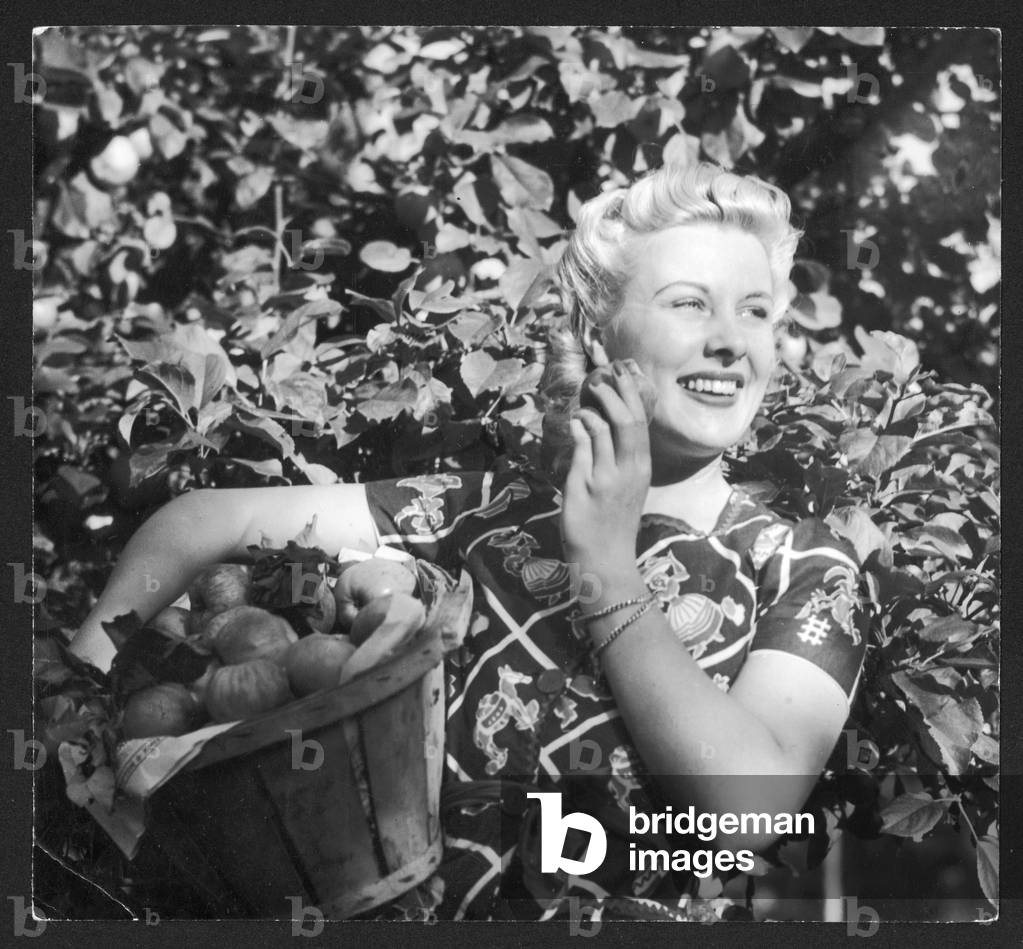 Image of Photography depicting PICKING FRUIT/APPLES 1940 by Barnaby's Studios Ltd