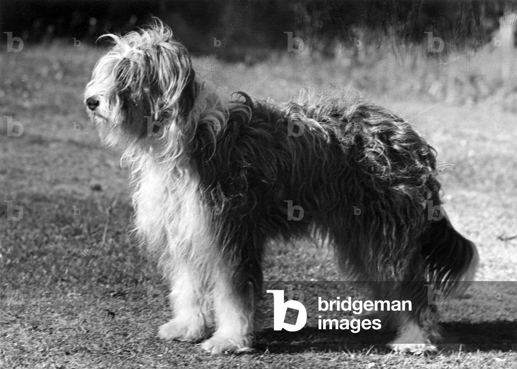 Immagine di Fotografia "BARBUTO COLLIE/JEANNIE" 1949 di Thomas Fall