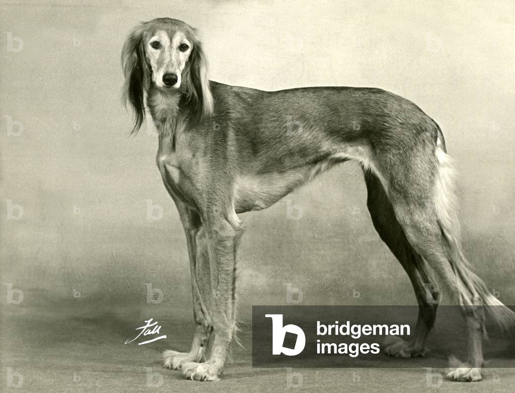 AUTUNNO/SALUKI/1953