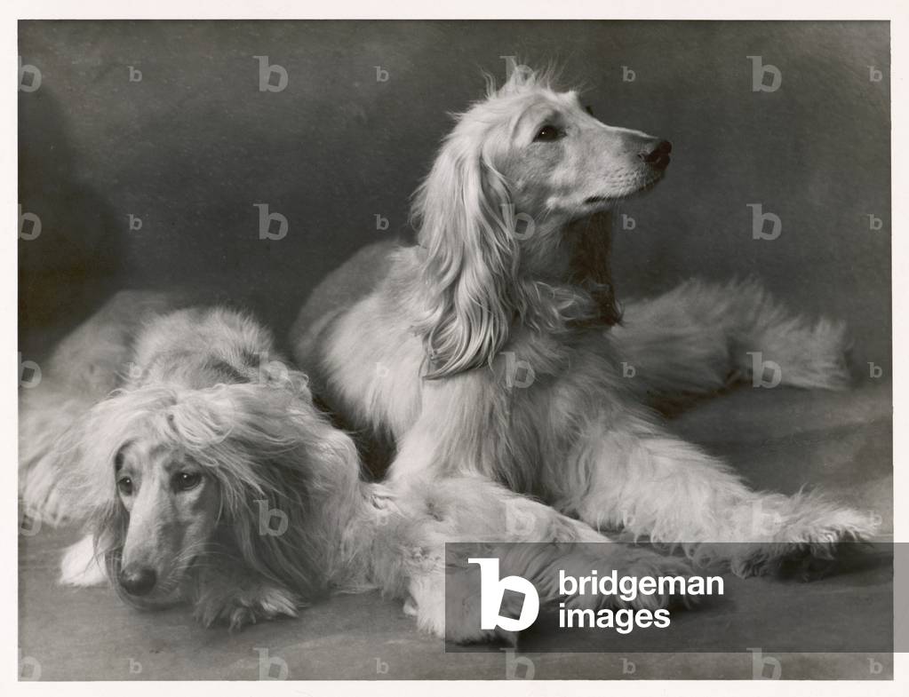 Herbst - Zwei Afghanen - 1934