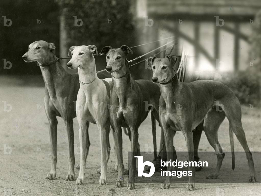 Bild von Fotografie "HERBST/WINDHUNDE/1933" 1933 von Thomas Fall