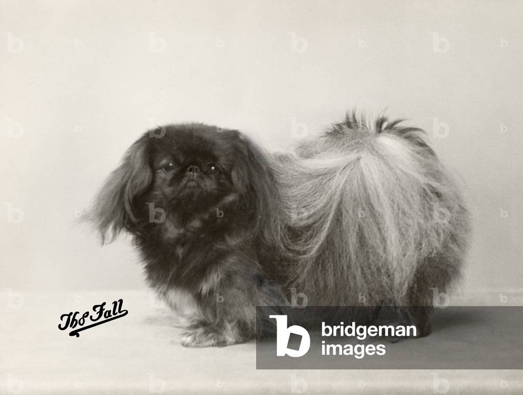 AUTUNNO/PEKINGESE/1932