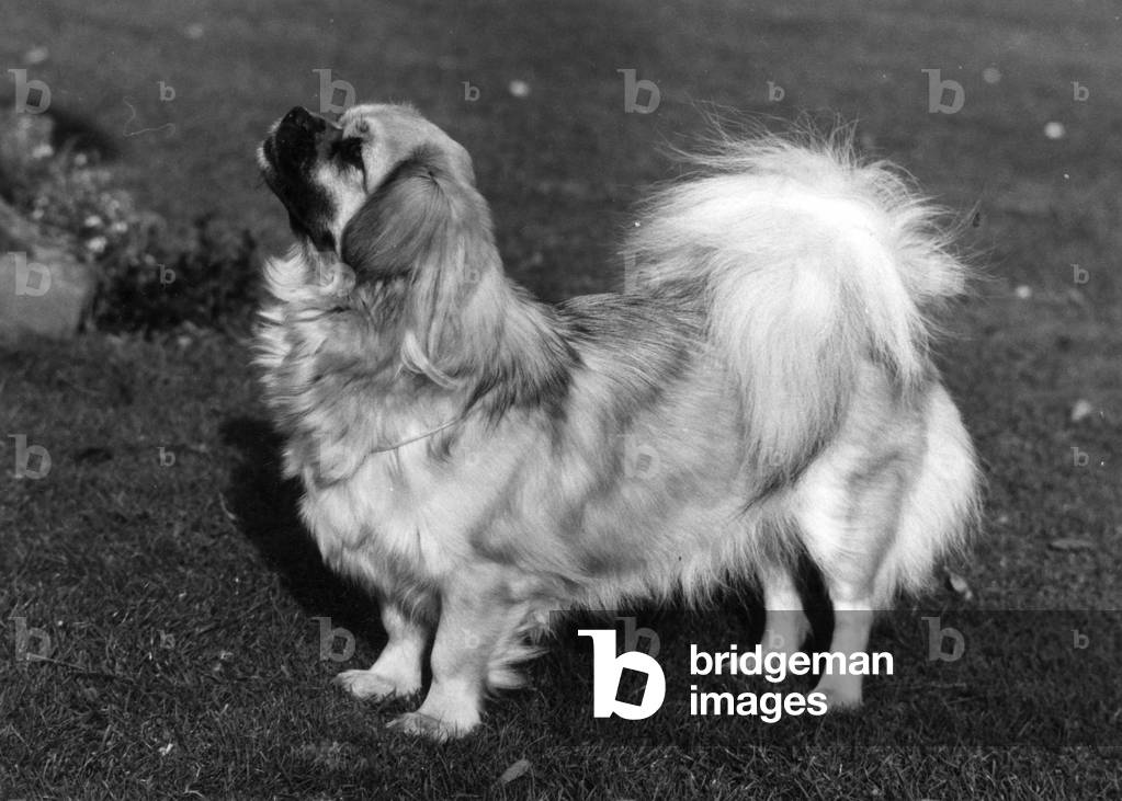 FALL/TIBETAN SPANIEL/'73
