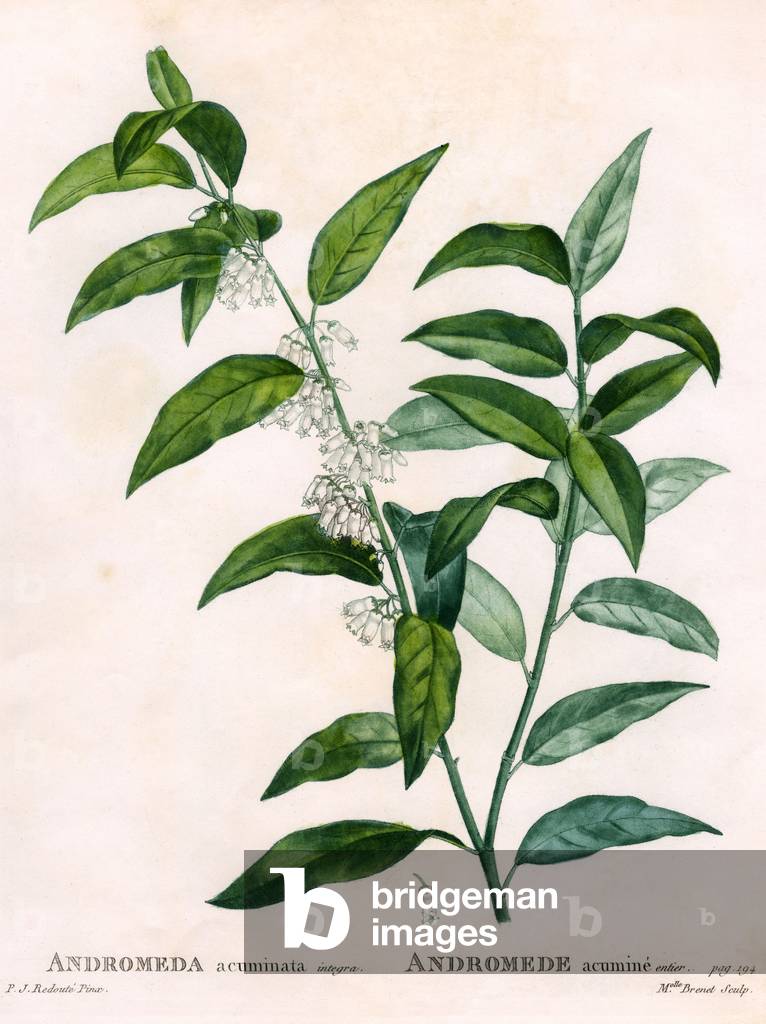 Immagine di Incisione "ANDROMEDA ACUMINATA" 1830