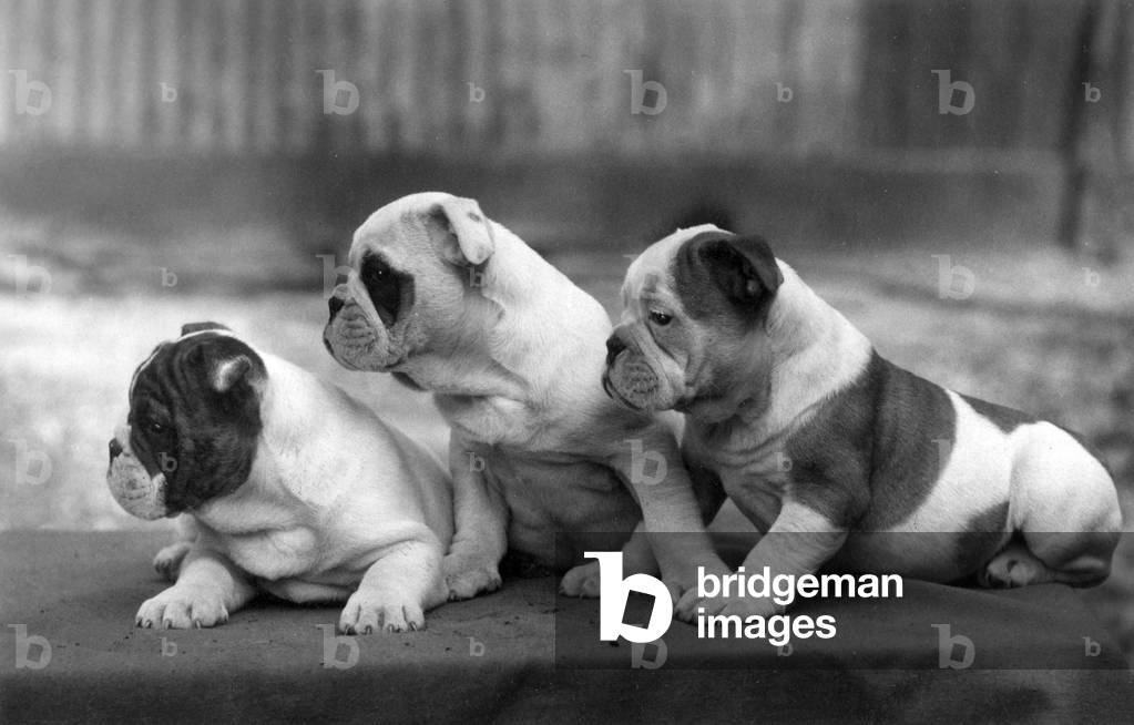 Bild von Fotografie "HERBST/BULLDOGGE/1938" 1938 von Thomas Fall