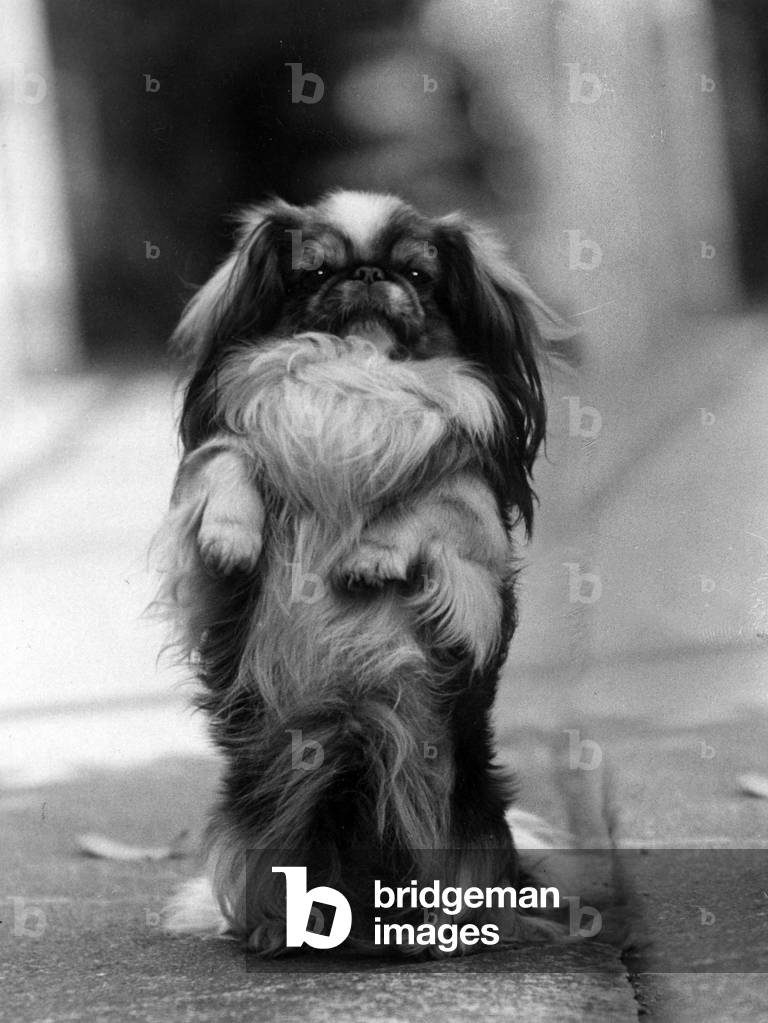 HERBST/PEKINESE/BETTELN