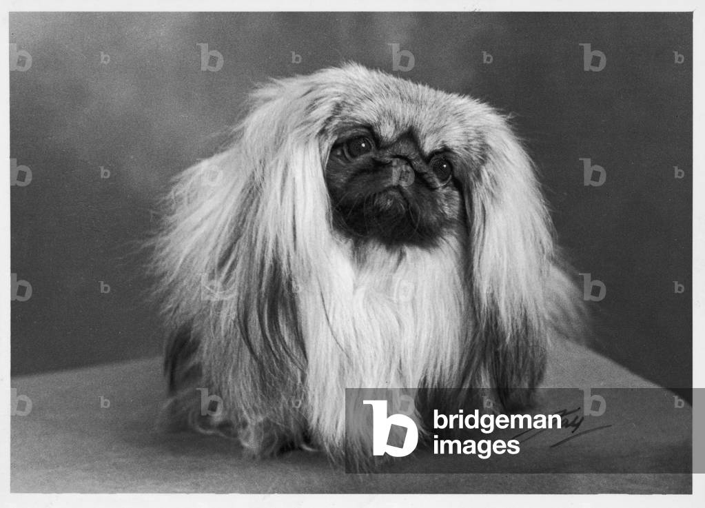 HERBST/PEKINESE/1954