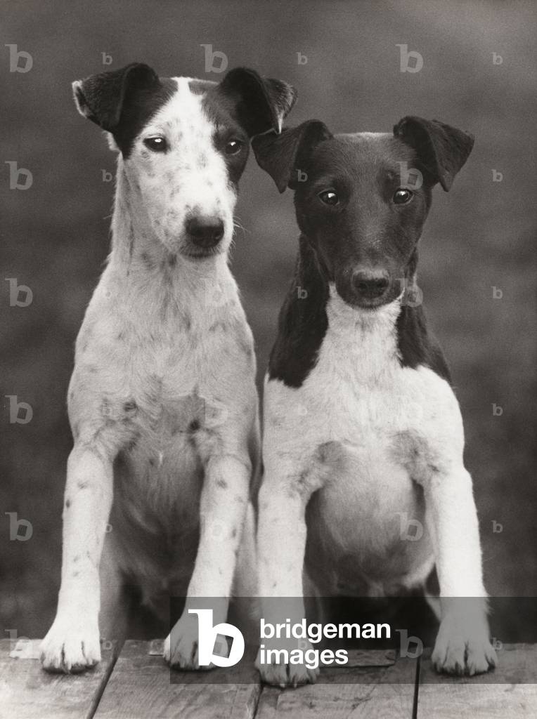 Smooth Fox Terriers