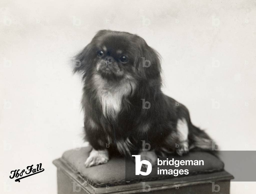 AUTUNNO/PEKINGESE/1910