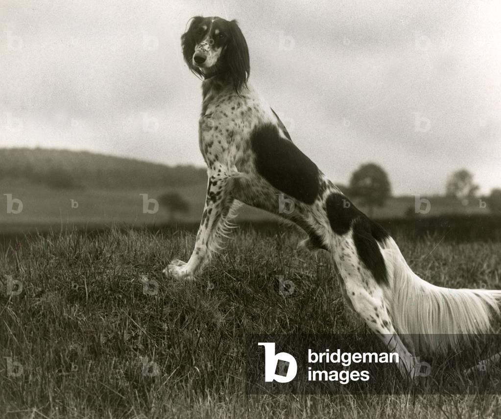 Image of Photography depicting FALL/SALUKI/1935 1935 by Thomas Fall