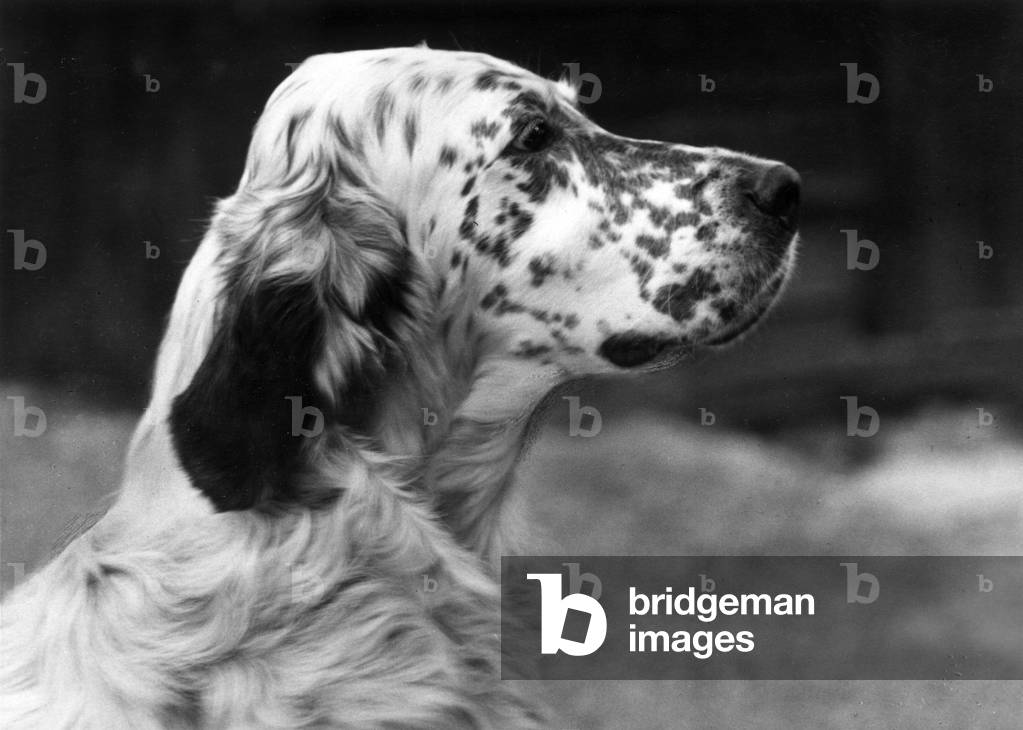 SETTER AUTUNNO/INGLESE/1959