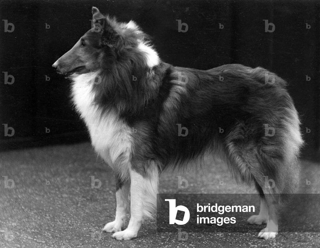 AUTUNNO/GREZZO COLLIE/1937