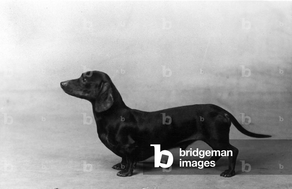 HERBST/DACKEL/1934
