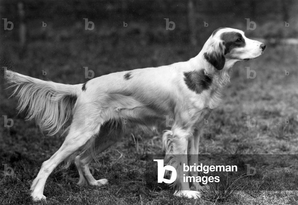Image of Photography depicting FALL/IRISH SETTER/1946 1946 by Thomas Fall