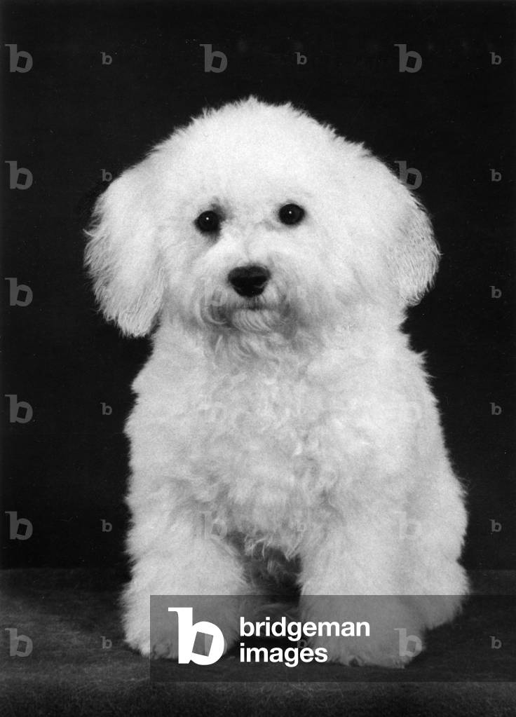 Image of Photography depicting FALL/BICHON FRISE/1975 1975 by Thomas Fall