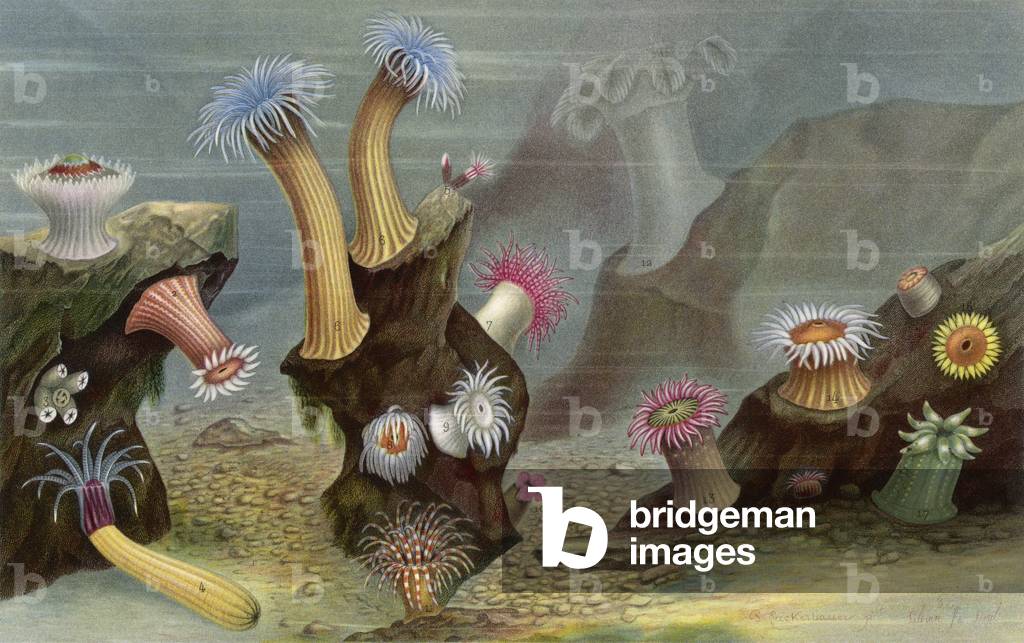 Image of Print depicting SEA ANEMONES/LACKERBAUER 1865 by Lackerbauer