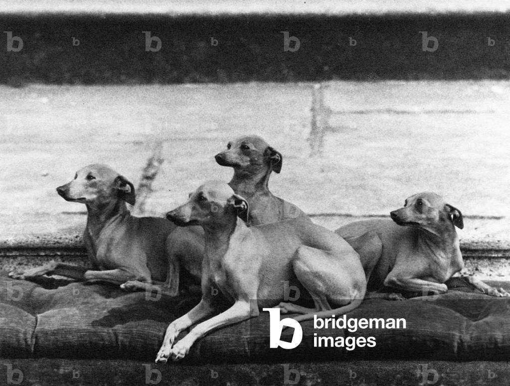 Bild von Fotografie "HERBST/ITALIENISCHE WINDHUNDE" 1967 von Thomas Fall