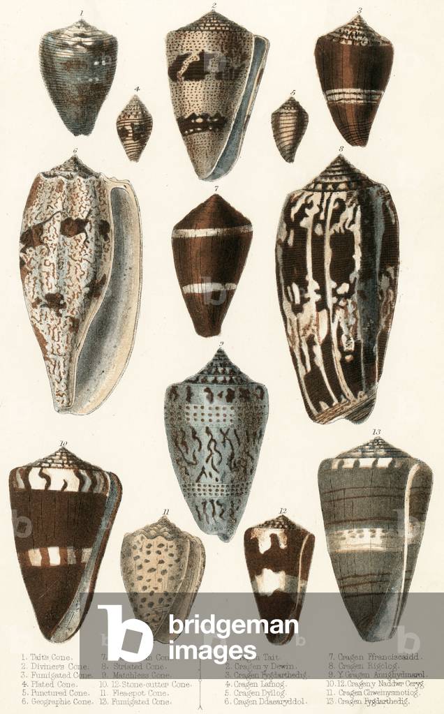 Immagine di Stampa "CONCHIGLIE VARIE (CONI)" 1801