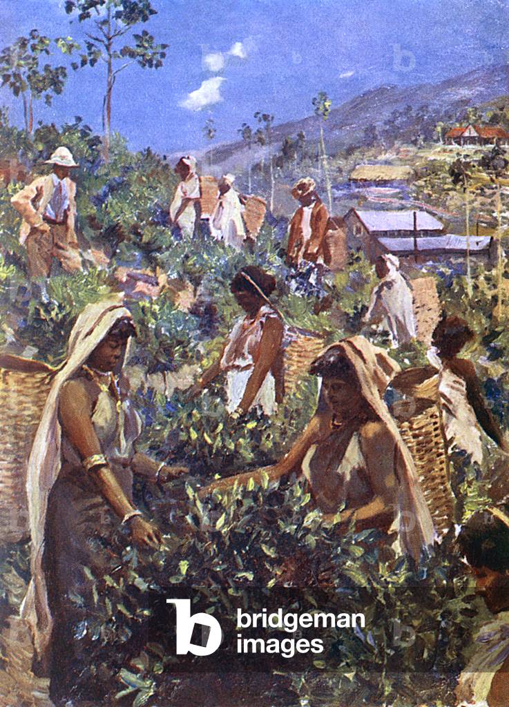 Immagine di Stampa "RACCOLTA DEL TÈ CEYLON" 1910
