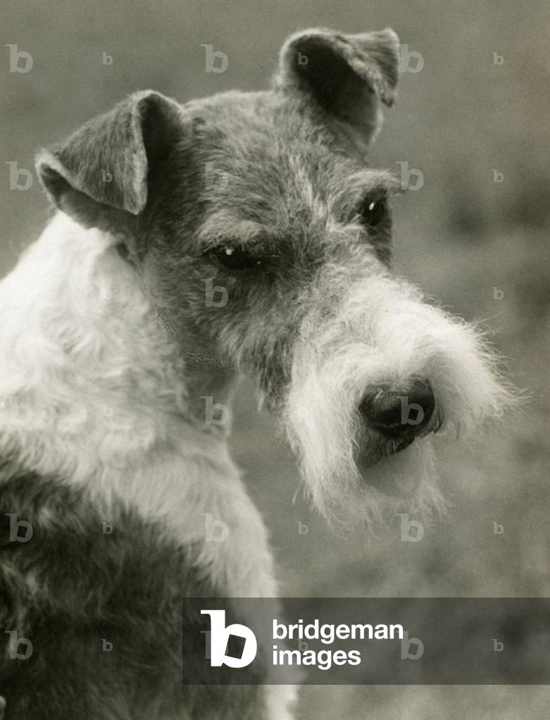 Image of Photography depicting FALL/WIRE FOX TERRIER/39 1939 by Thomas Fall