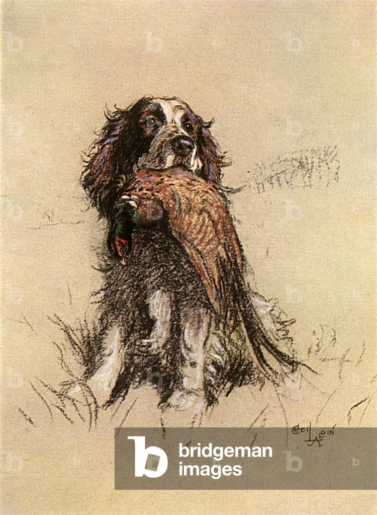 Springer Spaniel