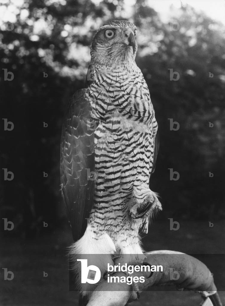 Bild von Fotografie "HABICHT" 1960