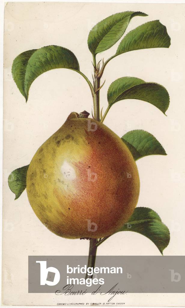 Bild von Gravur "FRUCHT/BIRNE" 1801