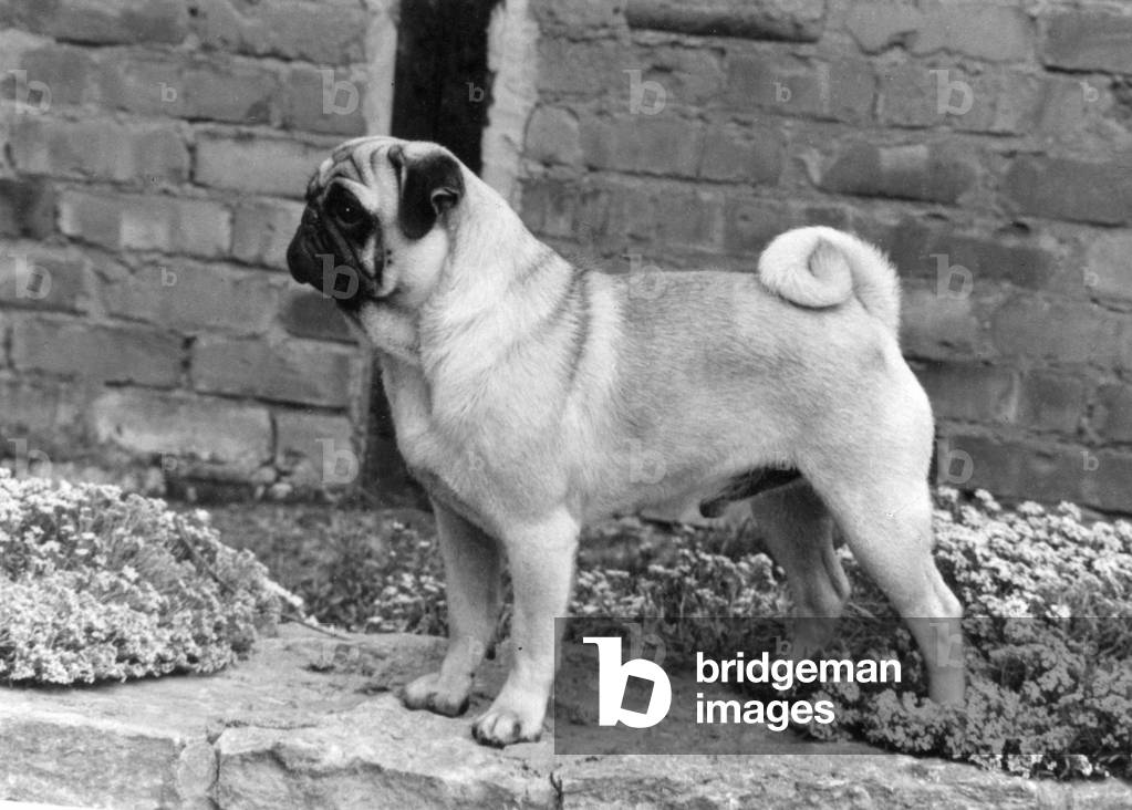 FALL/PUG/1967