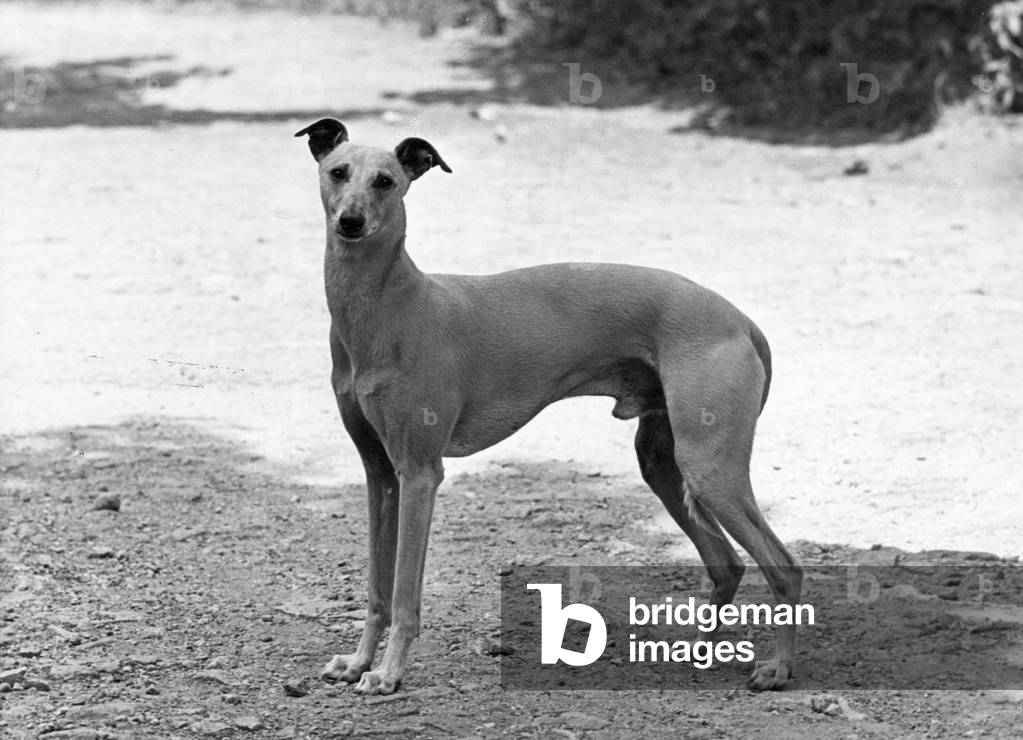 FALL/WHIPPET/SHERRIFF
